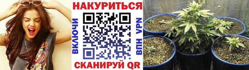 Конопля SATIVA & INDICA  Новая Ладога 